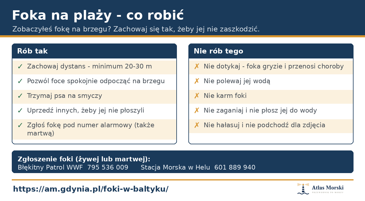 Foka na plaży - co robić i czego nie robić: dystans, zakaz dotykania i karmienia, numery alarmowe