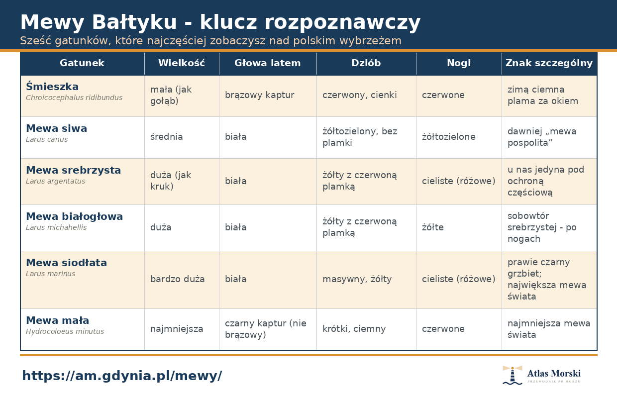Klucz rozpoznawczy mew Bałtyku: śmieszka, mewa siwa, srebrzysta, białogłowa, siodłata i mała z cechami rozpoznawczymi