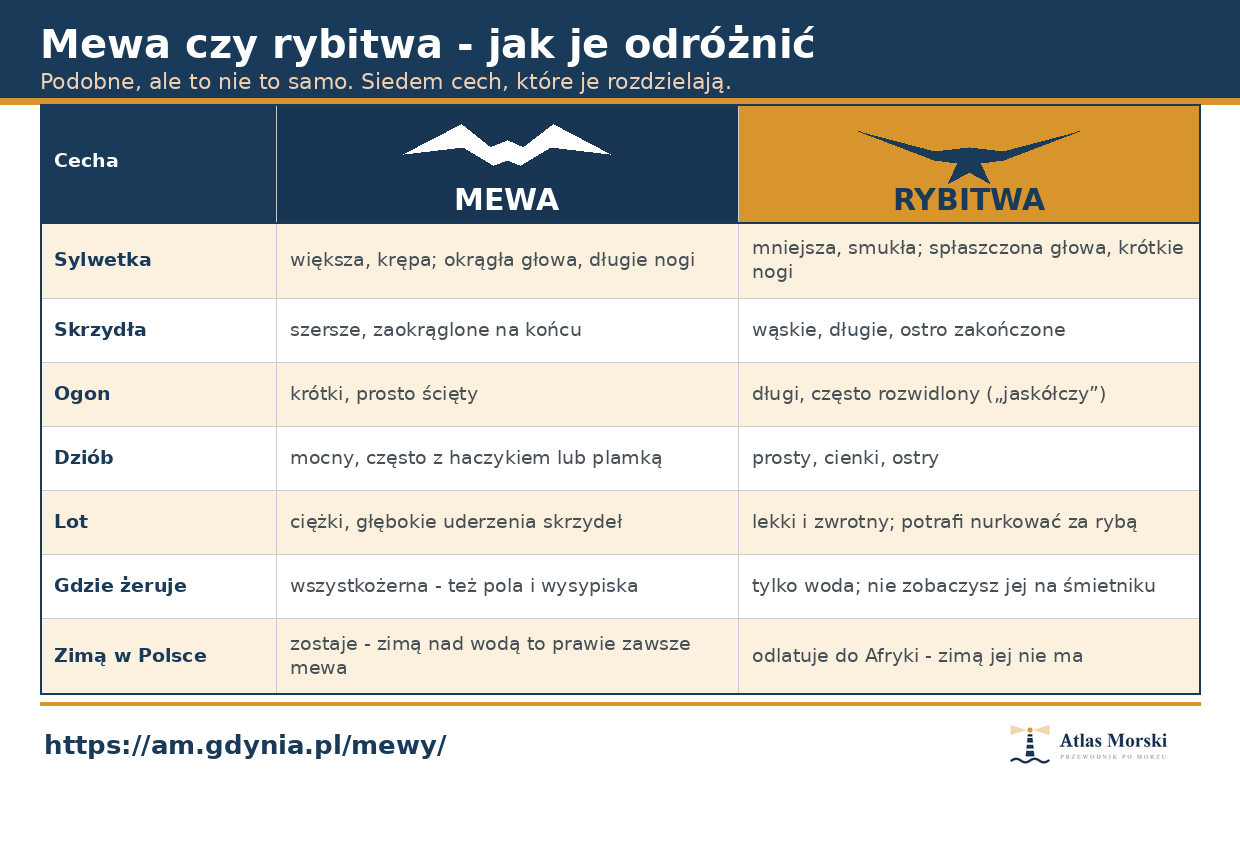 Porównanie mewy i rybitwy: sylwetka, skrzydła, ogon, dziób, lot i sezonowość