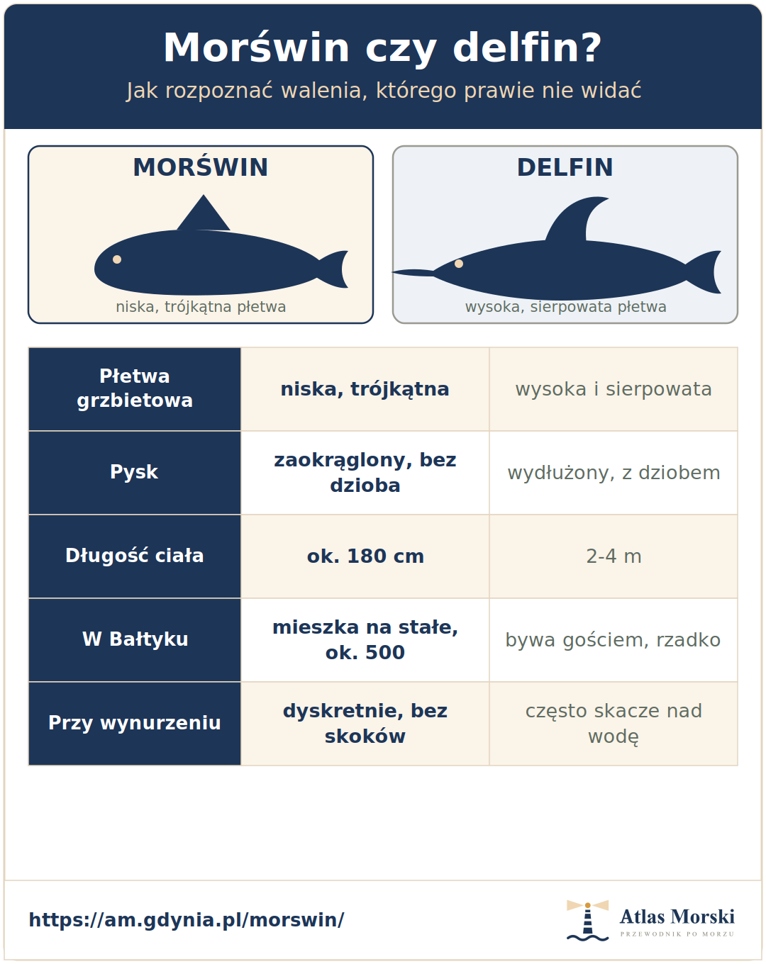 Porównanie morświna i delfina - niska trójkątna płetwa i zaokrąglony pysk morświna kontra wysoka sierpowata płetwa i wydłużony pysk delfina, różnice w długości ciała i zachowaniu