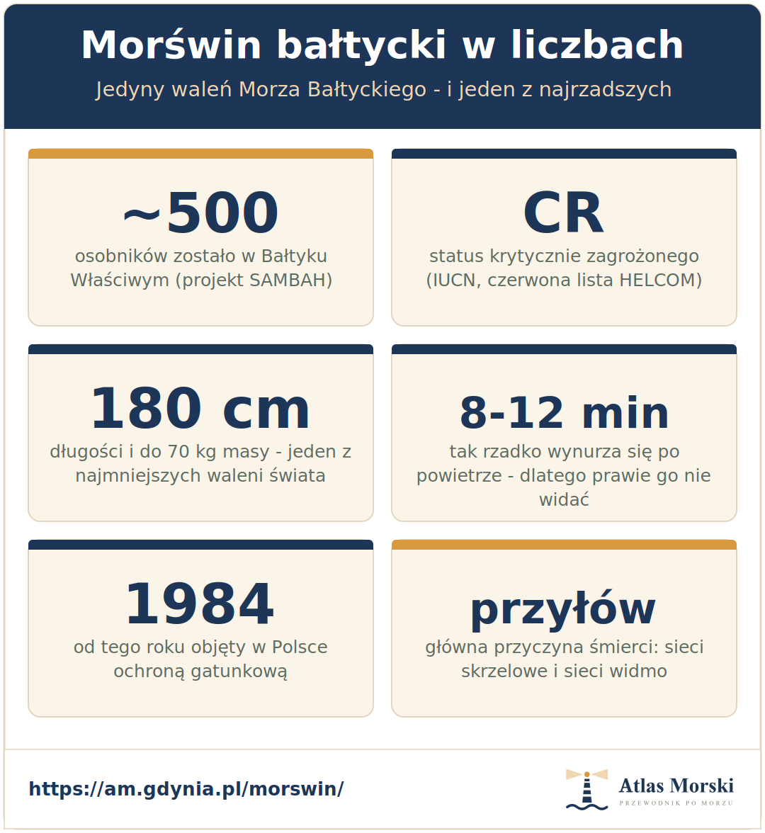 Morświn bałtycki w liczbach - około 500 osobników w Bałtyku Właściwym, status krytycznie zagrożonego, długość 180 cm i masa do 70 kg, wynurzanie co 8-12 minut, ochrona od 1984 roku, główne zagrożenie przyłów