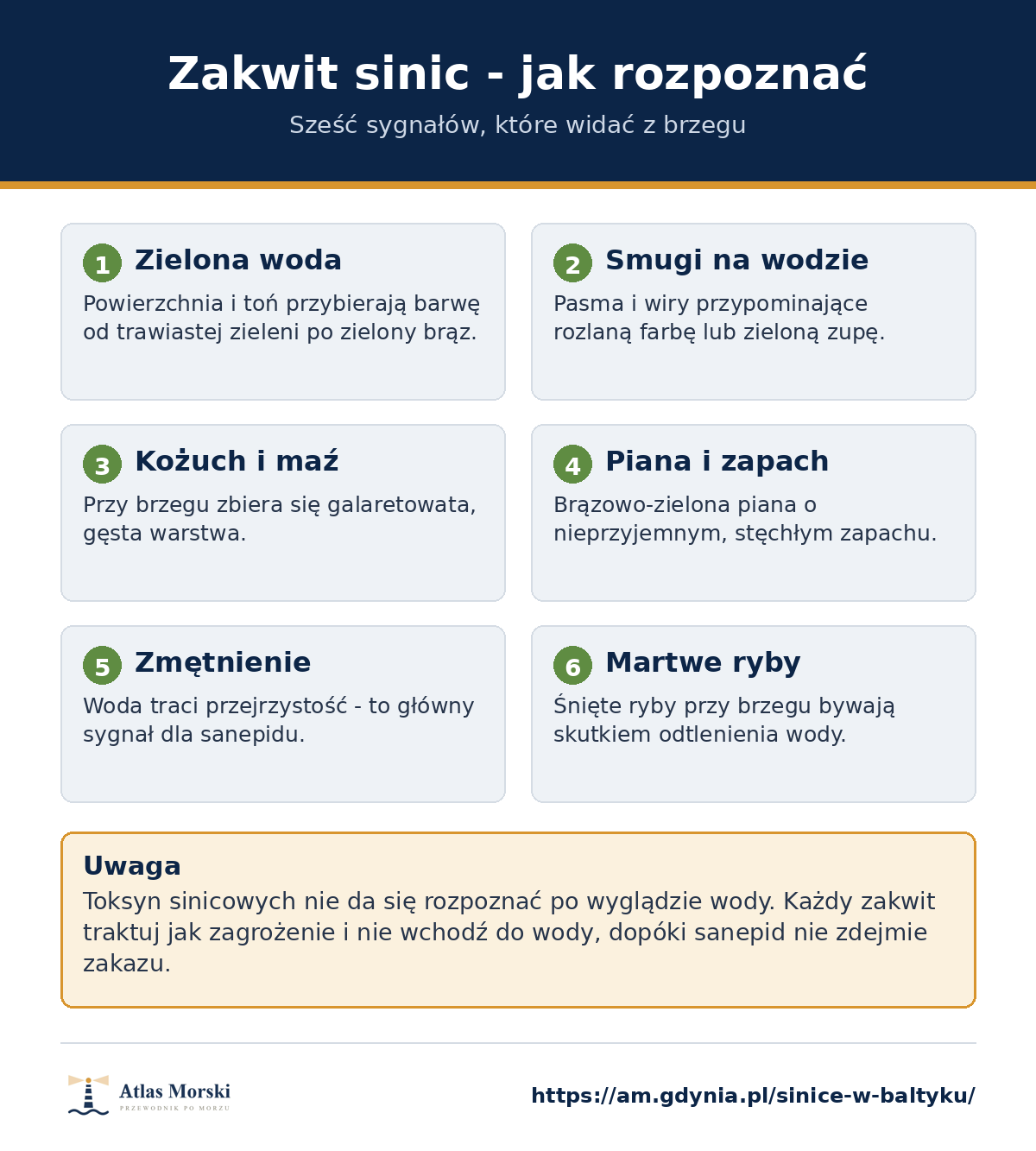 Sześć oznak zakwitu sinic w Bałtyku - zielona woda, smugi na wodzie, kożuch i maź, piana i zapach, zmętnienie oraz śnięte ryby