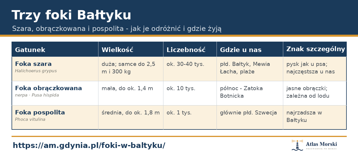 Trzy foki Bałtyku - szara, obrączkowana i pospolita: wielkość, liczebność i miejsce występowania