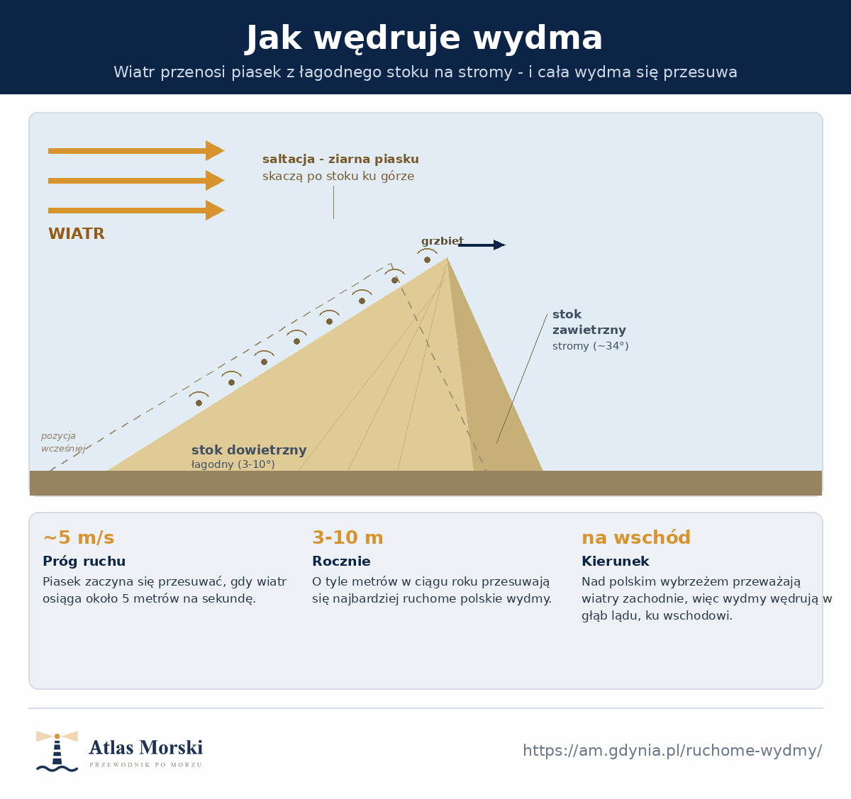 Przekrój wędrującej wydmy - wiatr przenosi piasek przez saltację po łagodnym stoku dowietrznym ku grzbietowi, a piasek osypuje się na stromy stok zawietrzny, przez co wydma przesuwa się na wschód 3-10 m rocznie